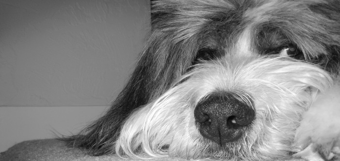 Stella the Bearded Collie | About a Beloved Beardie | Stell Dell